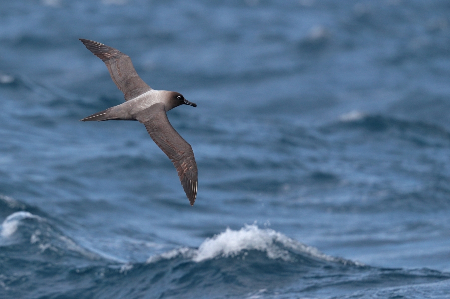 Light Mantled Sooty Albatross. John and Jemi Holmes, Bird Photographer of the Year 2019