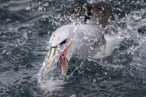 The beautiful Salvin's albatross, pictured here in the waters off New Zealand. Photo courtesy of Tamzin Henderson
