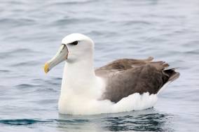 White capped albatross (Tamzin Henderson)